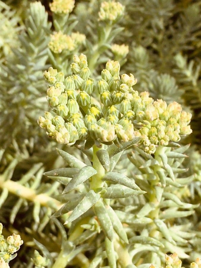 Sedum 14