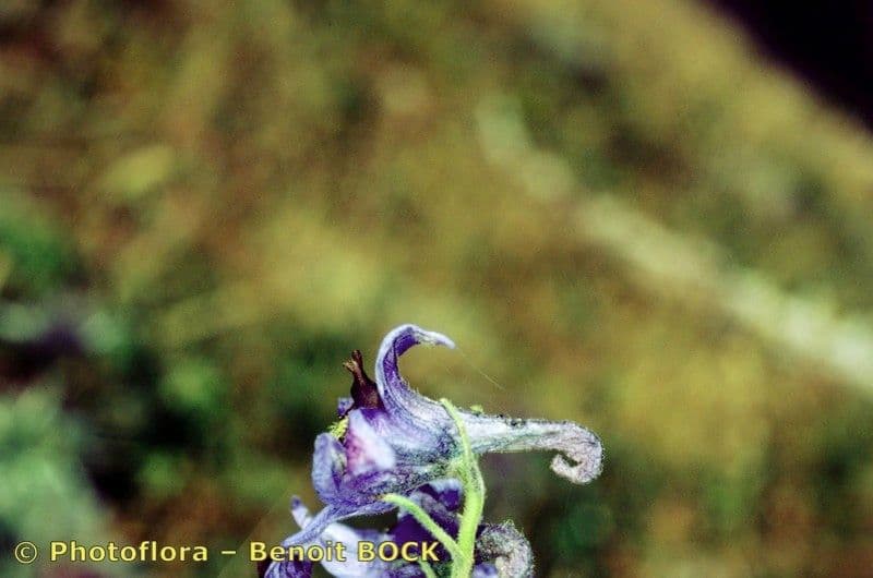 Delphinium 17