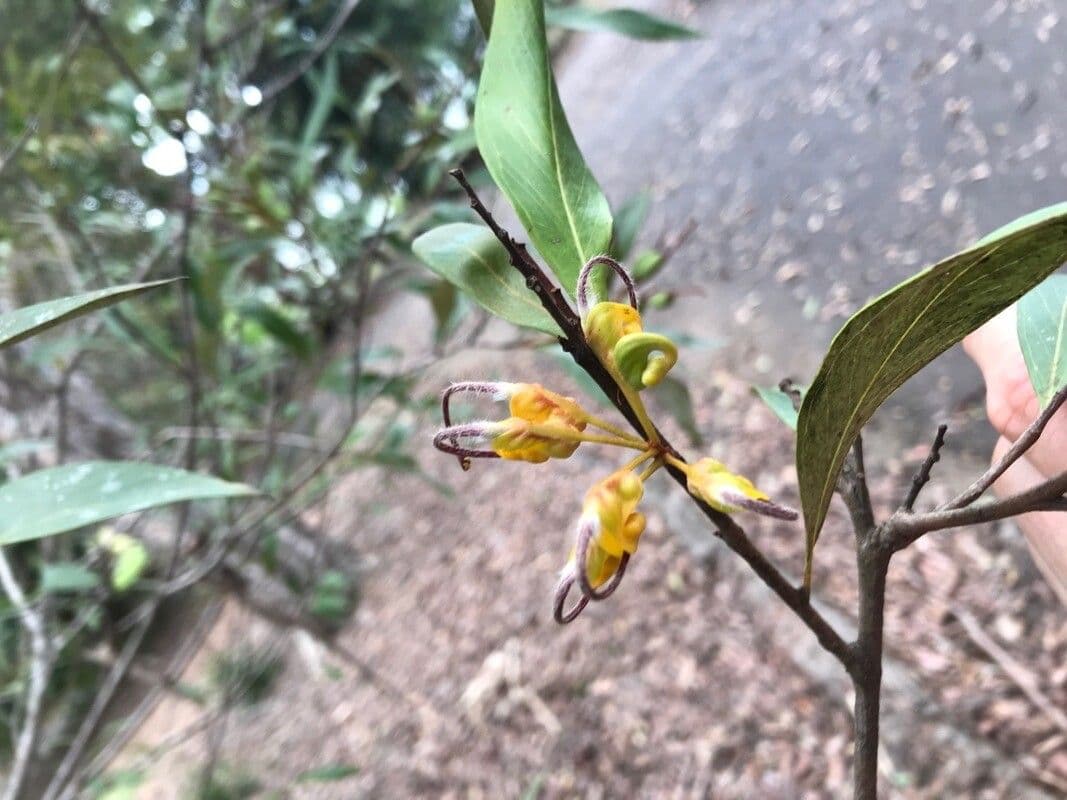 Schöne Grevillea 2