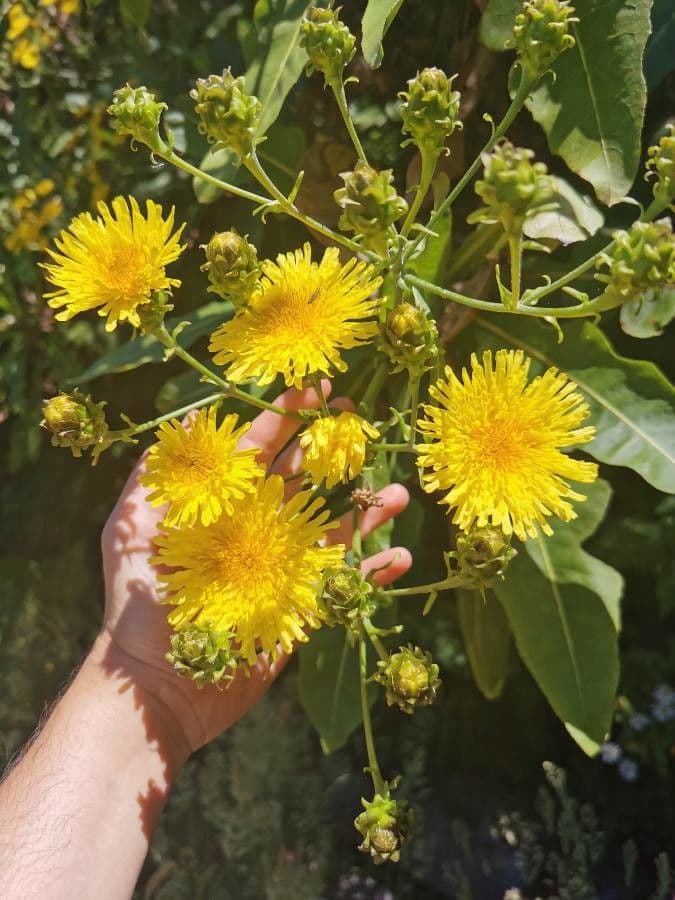 Strauchdistel 3