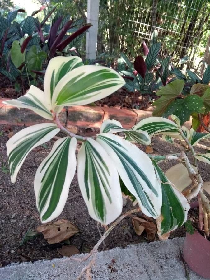 Costus arabo 7