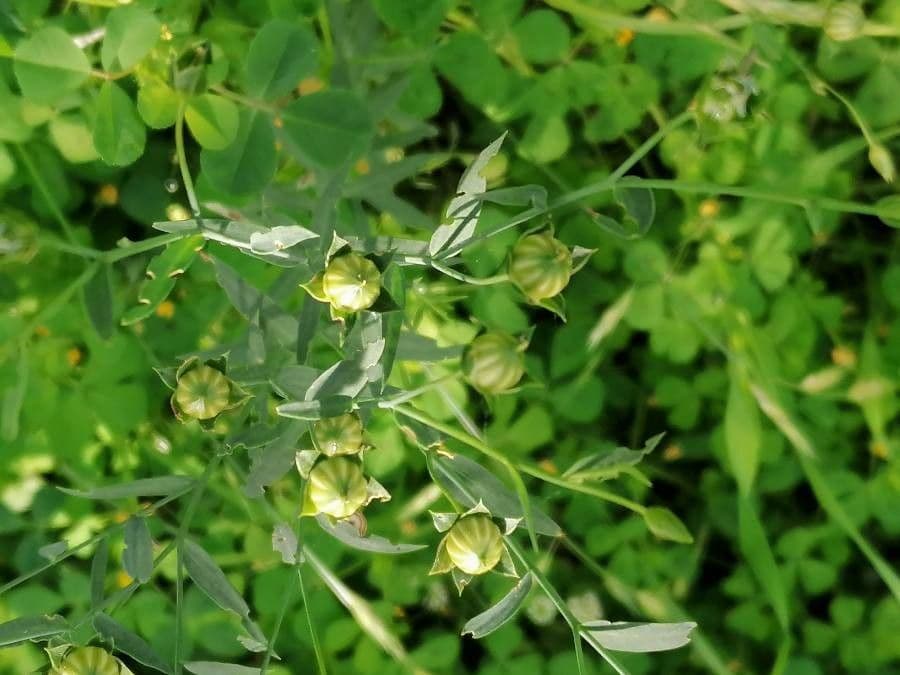 Linseed 30