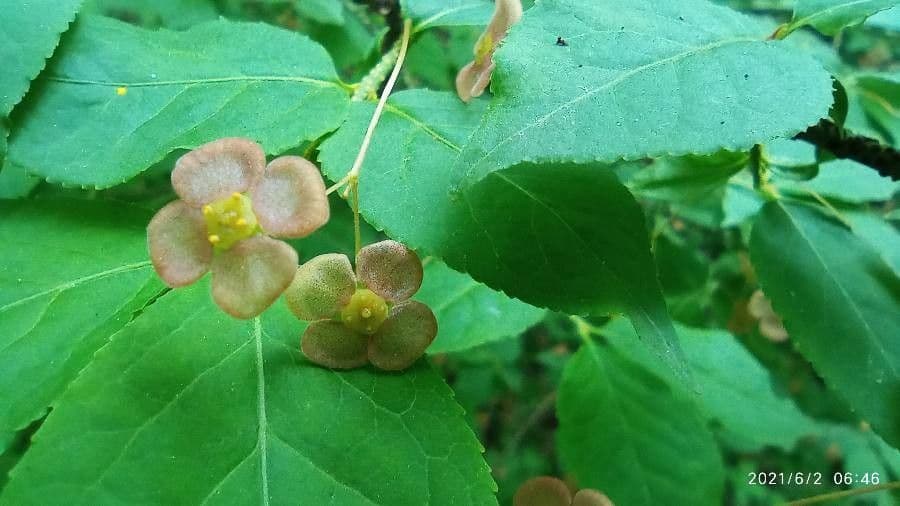 Euonymus 7