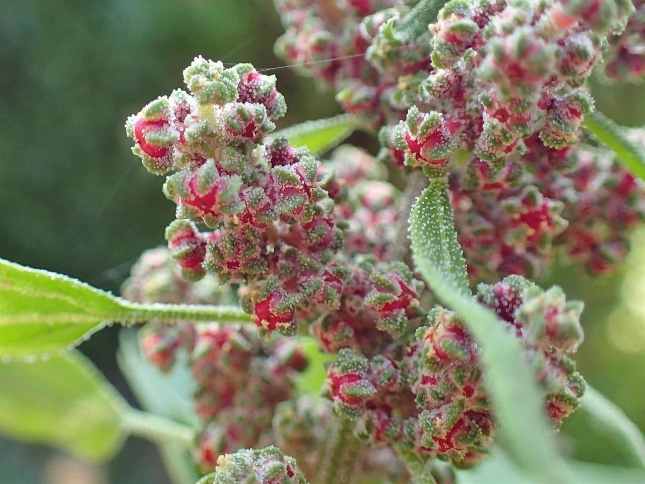 Quinoa 10