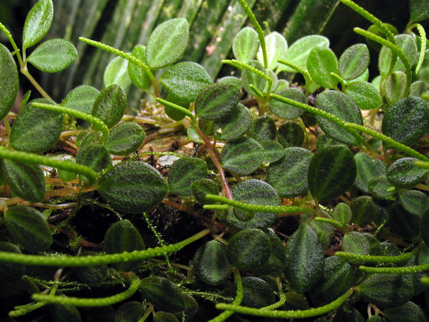 Peperomia