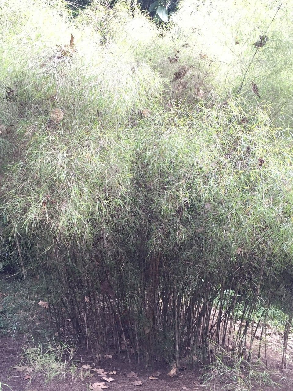 Otatea