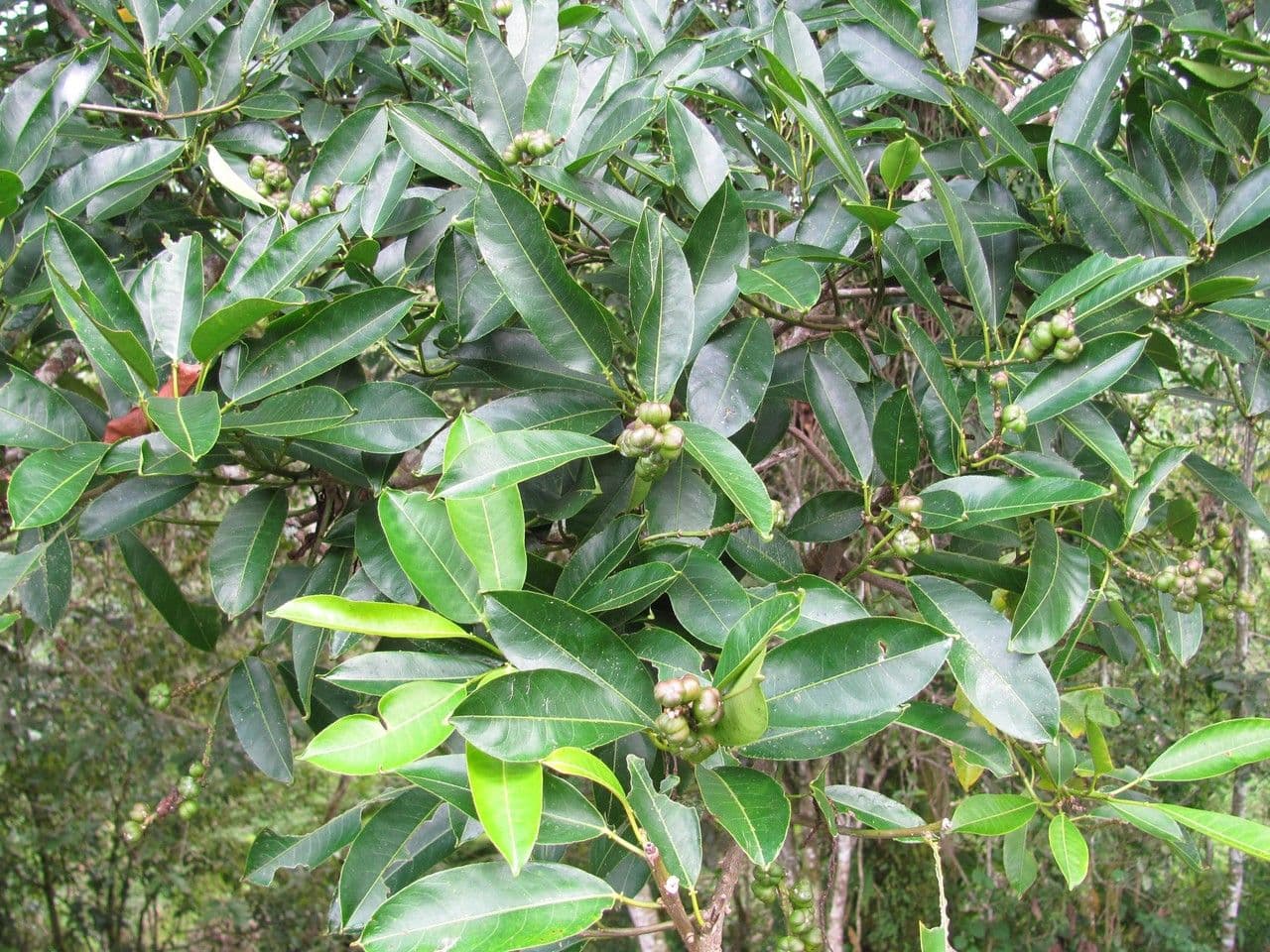 Drüsiges Milchkraut 9