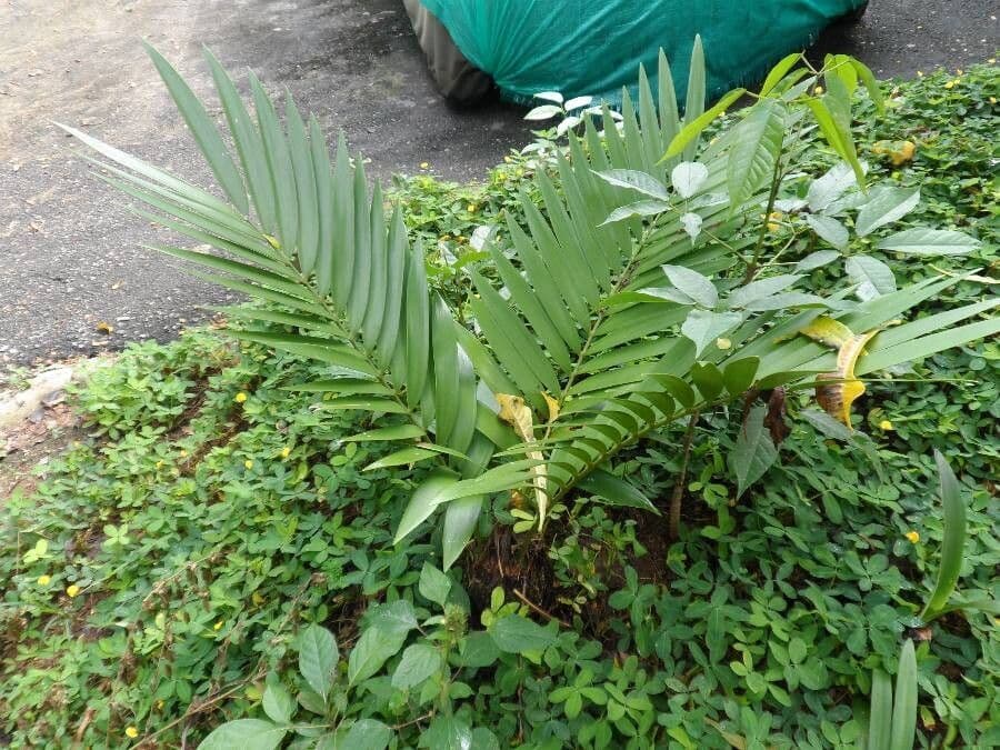 Zamia