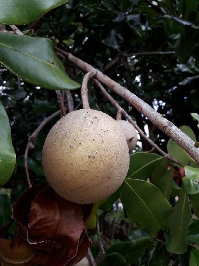 Mamey 4