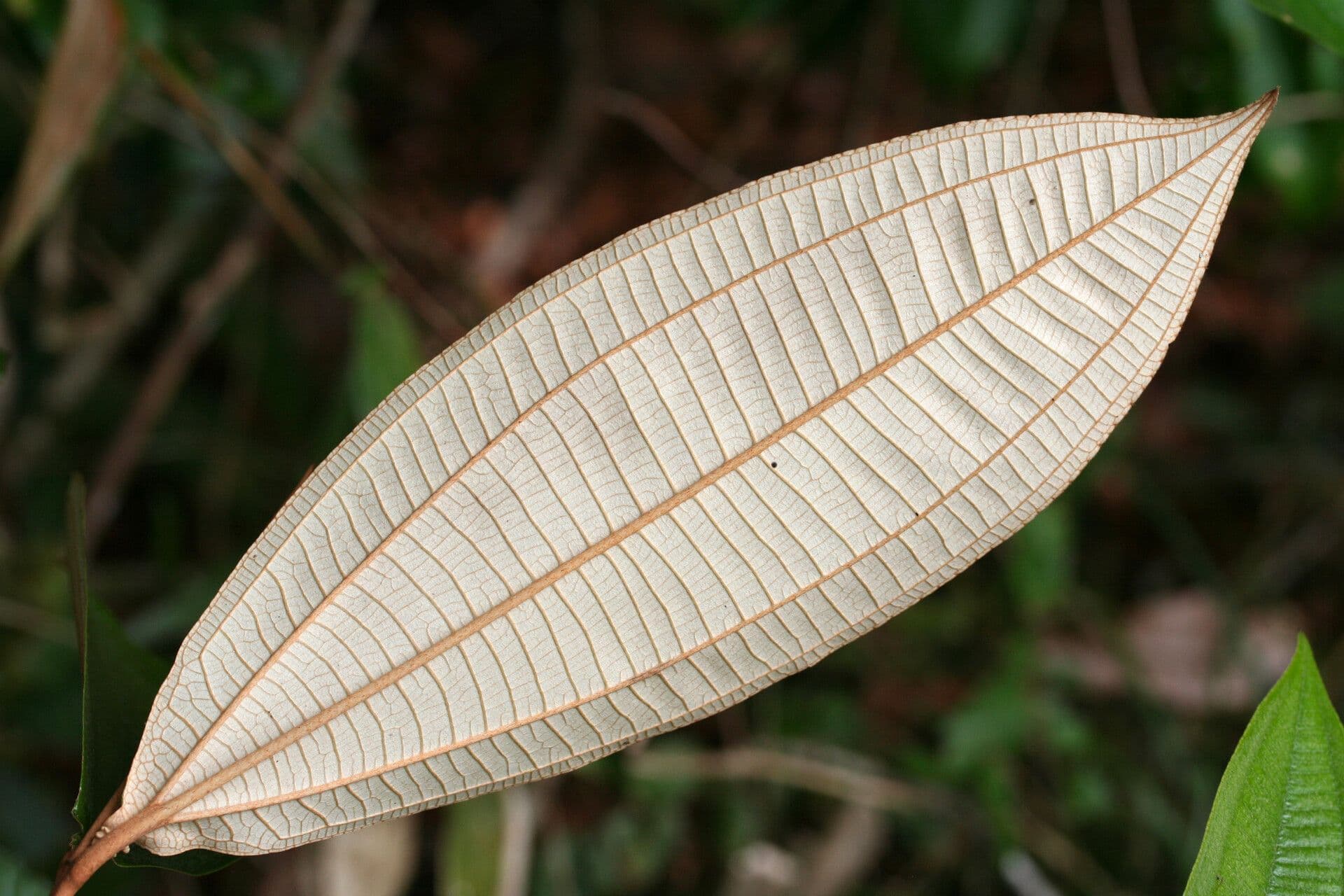 Miconia 7