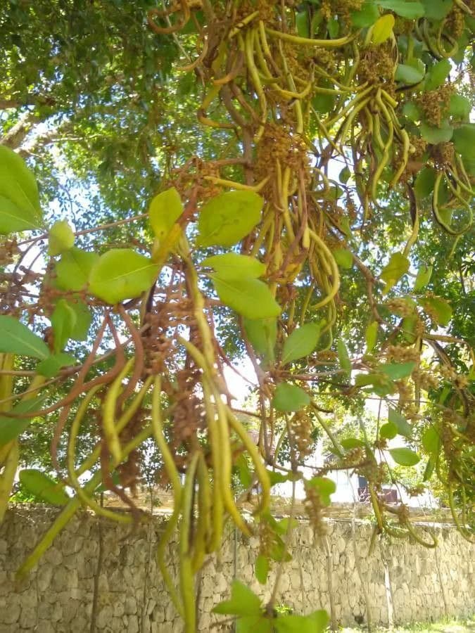 Tabebuia bledá 19