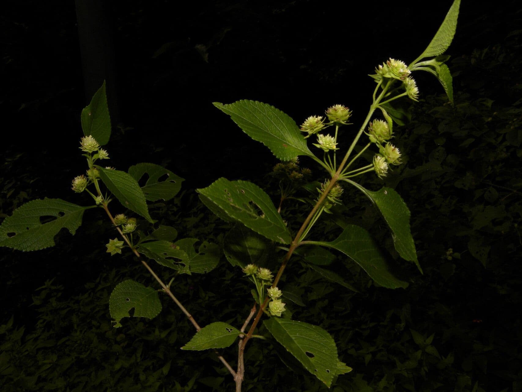 Lippia 10