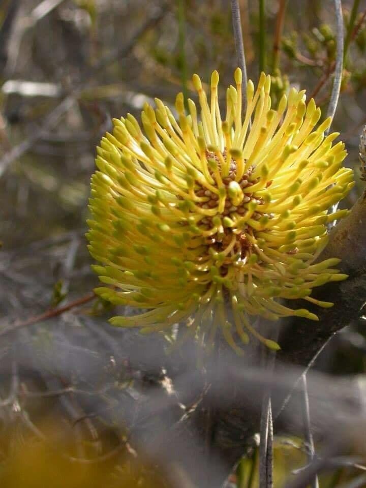 Banksia 2