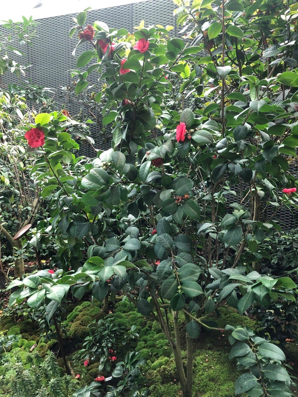 Camelia oleifera 15