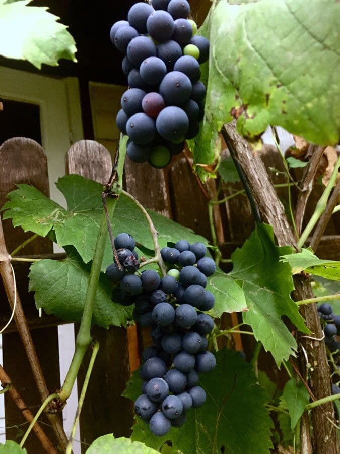 Vinič