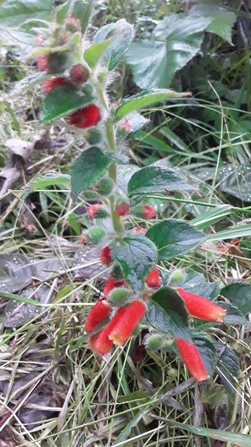 Kohleria 8