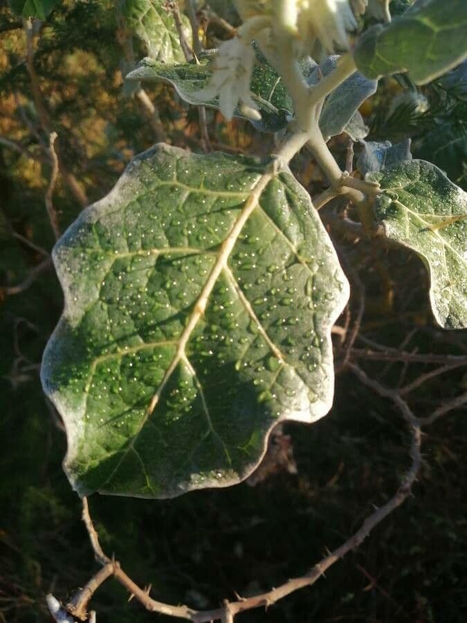 Solanum marginatum 12