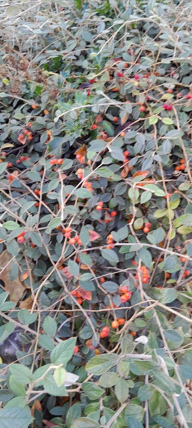 Cotoneaster di Franchet 15
