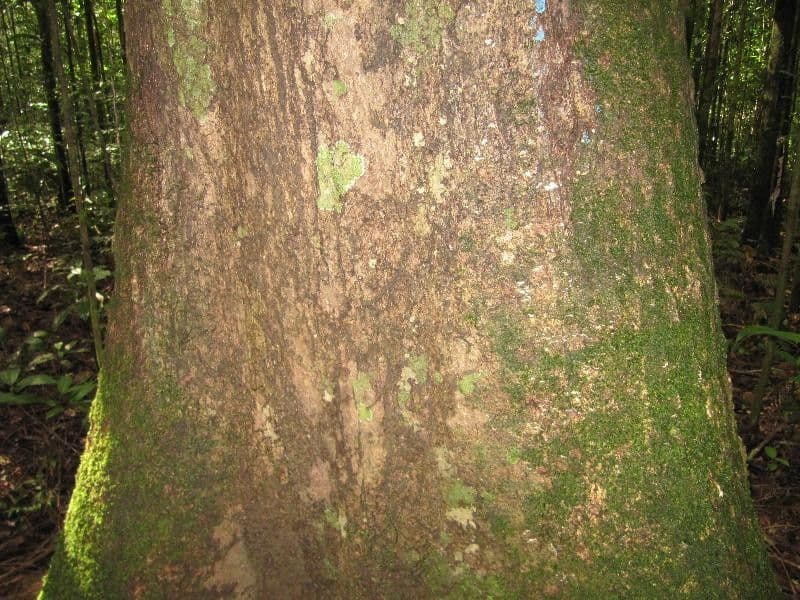 Goupia glabra 13