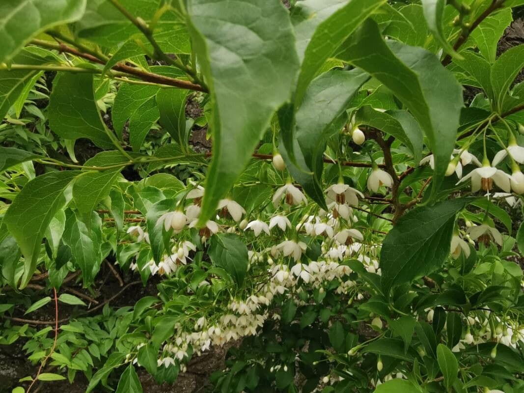 Styrax japonicus 16