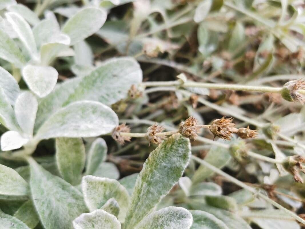 Sideritis syriaca 21