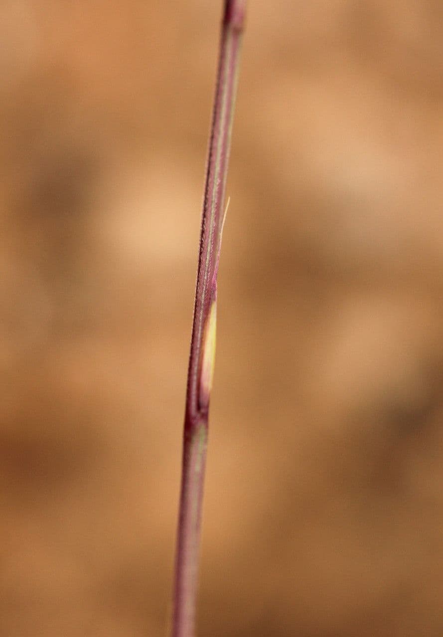 Fétuque 6