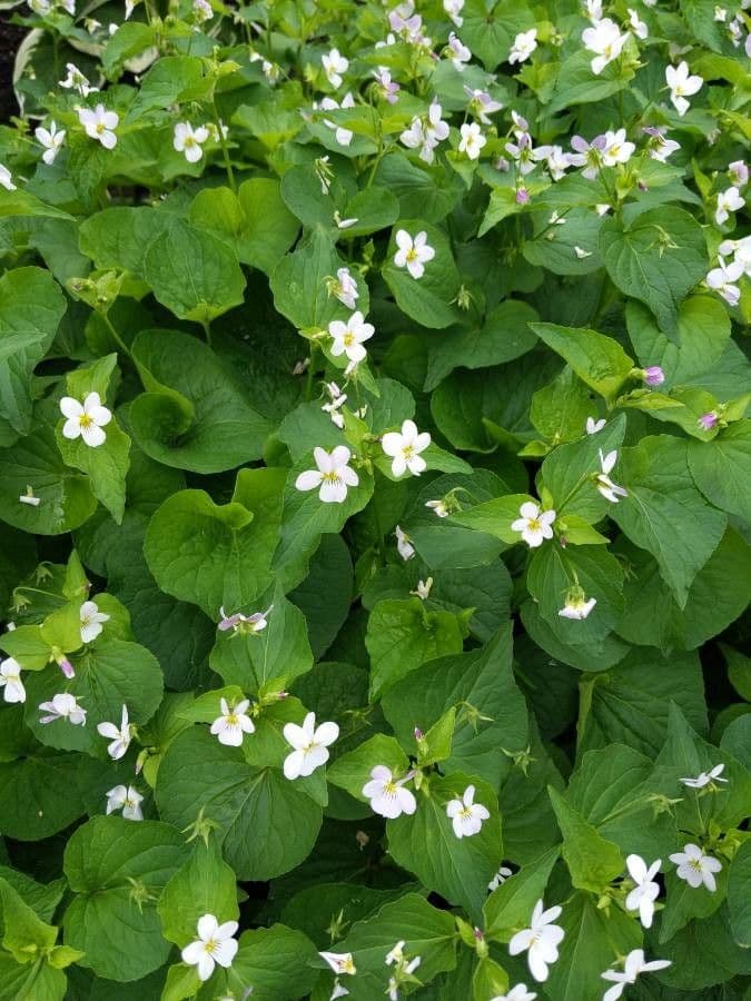 Viola del Canada 4