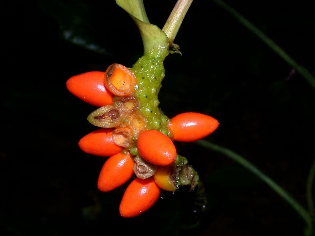 Anthurium 2