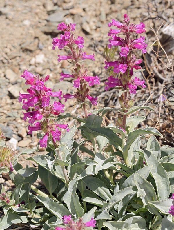 Penstemon 7