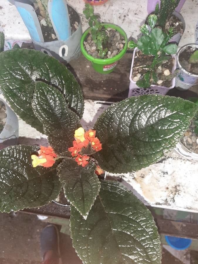 Chrysothemis pulchella 24