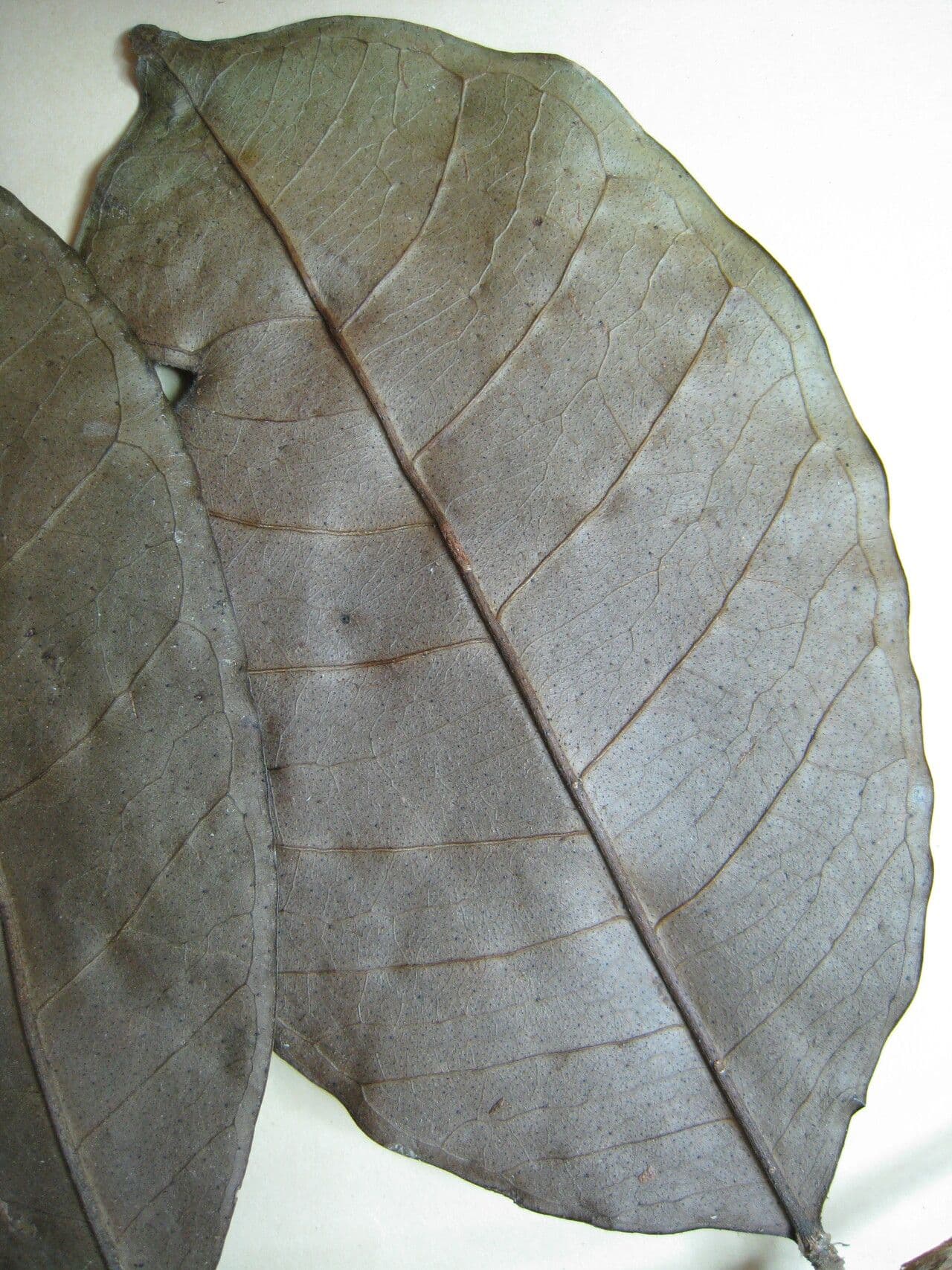 Myrcia 13