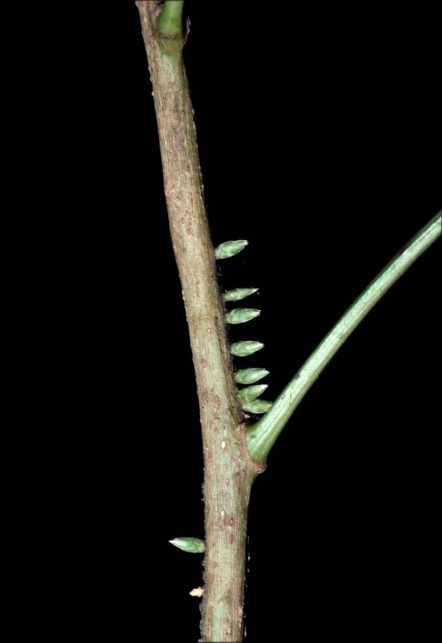 Agrostistachys 3