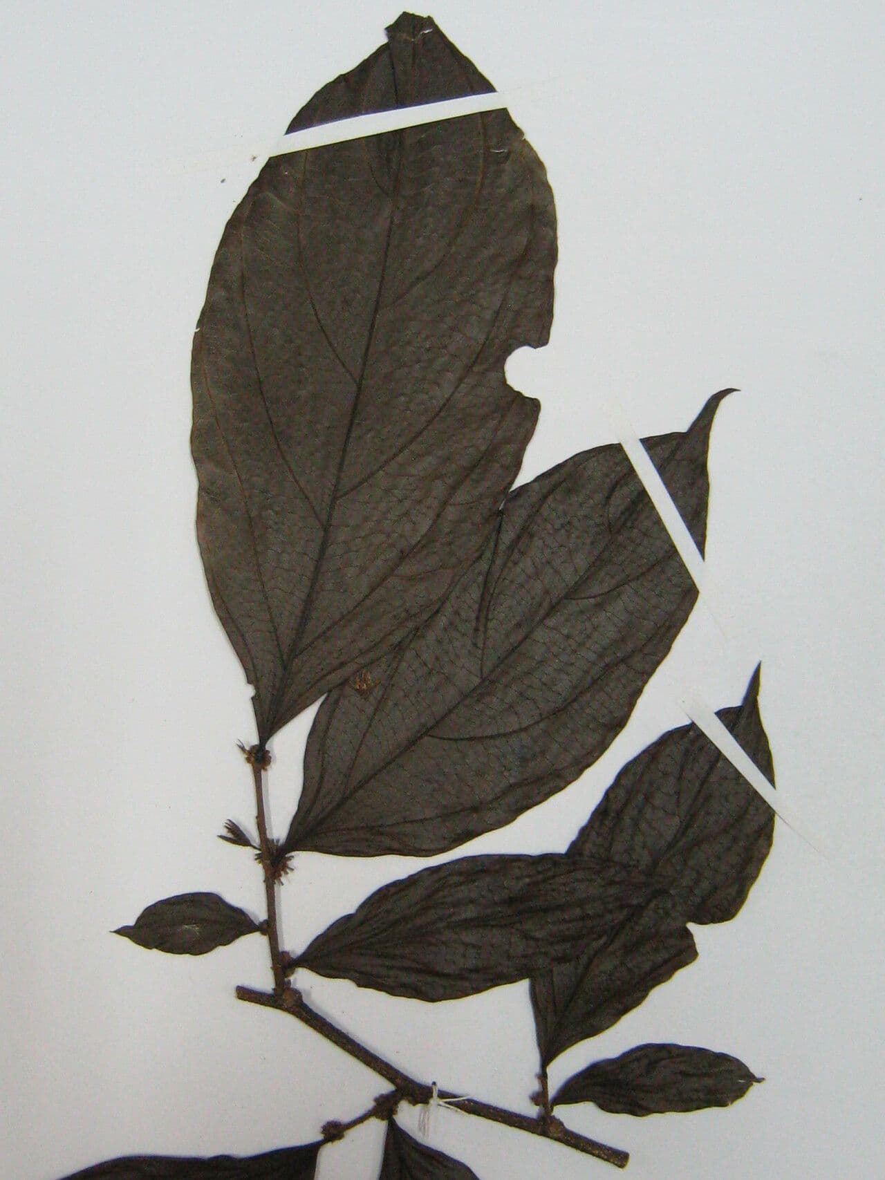 Casearia pitumba 15