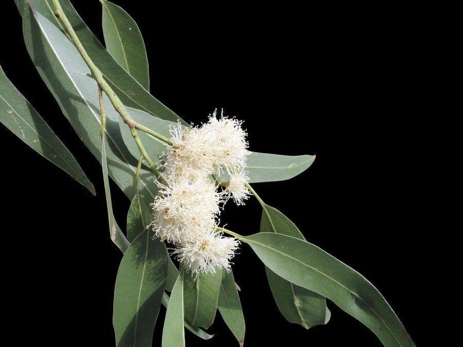 Glattschaliger Eukalyptus 4