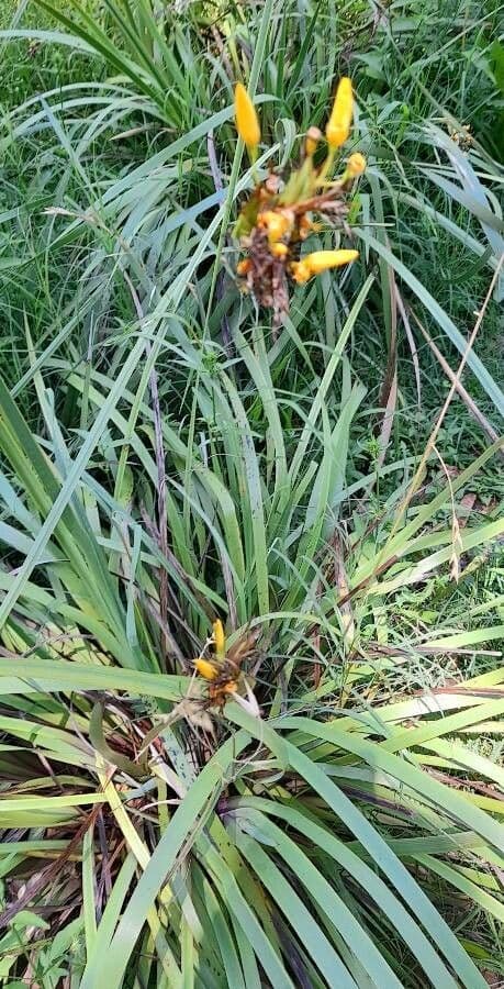 Sisyrinchium 2
