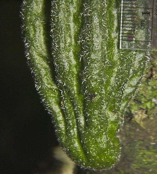 Herrania 11