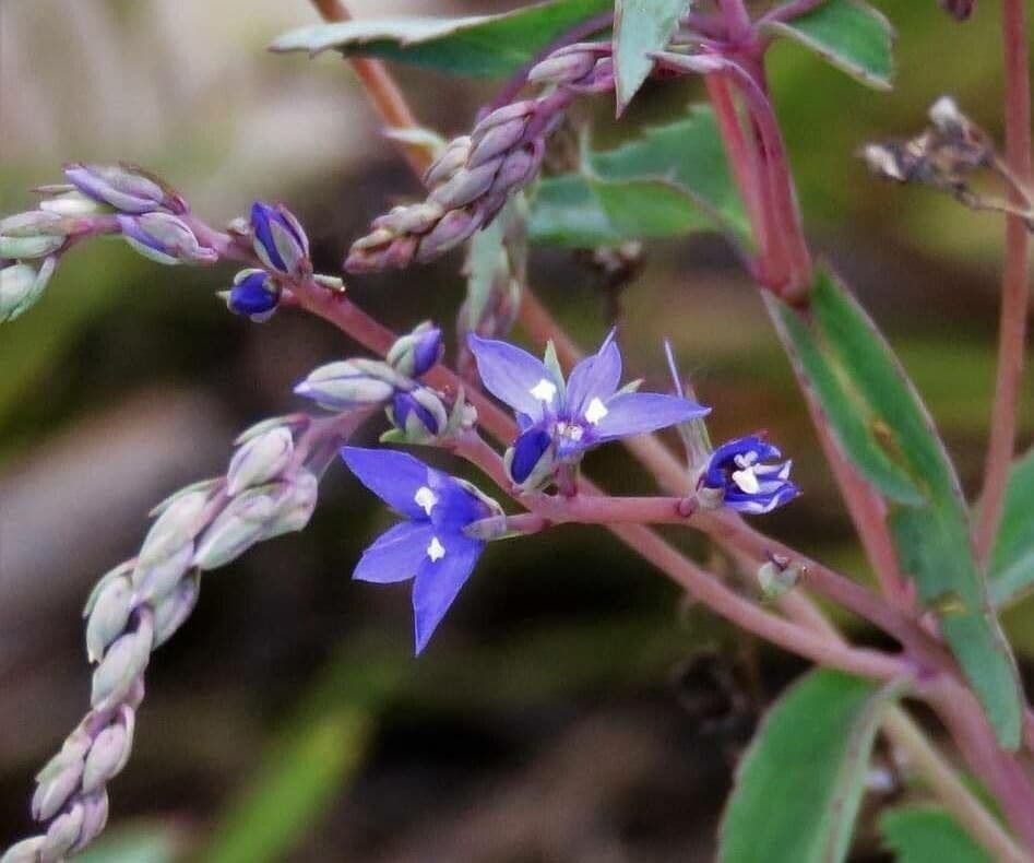 Veronica