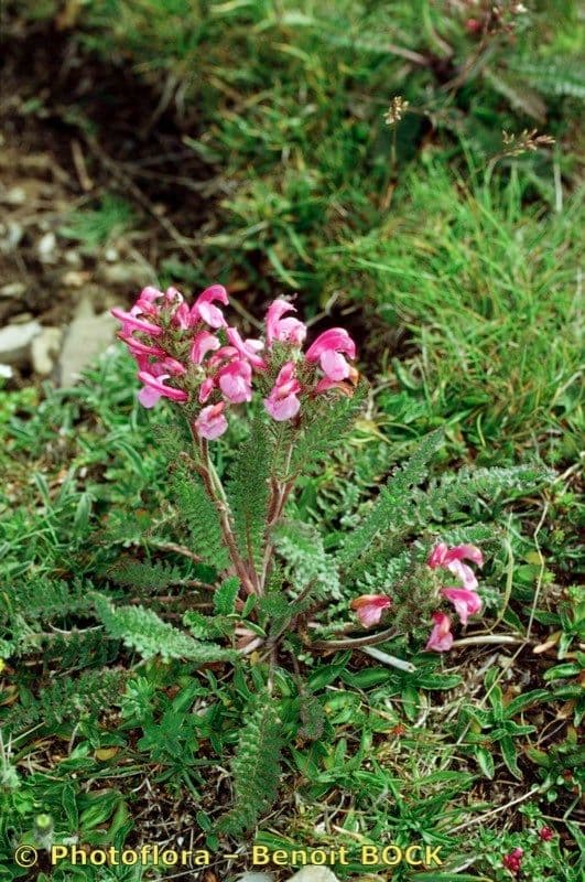 Pedicularis gyroflexa 20