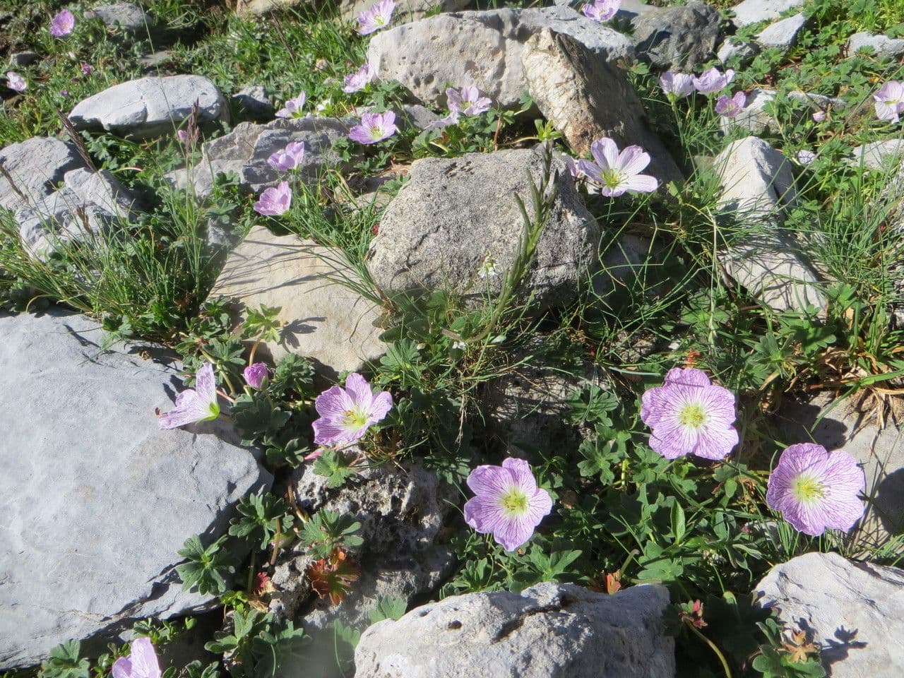 Grauer Storchschnabel 9