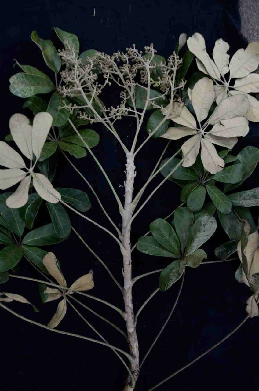 Didymopanax macrocarpus 5
