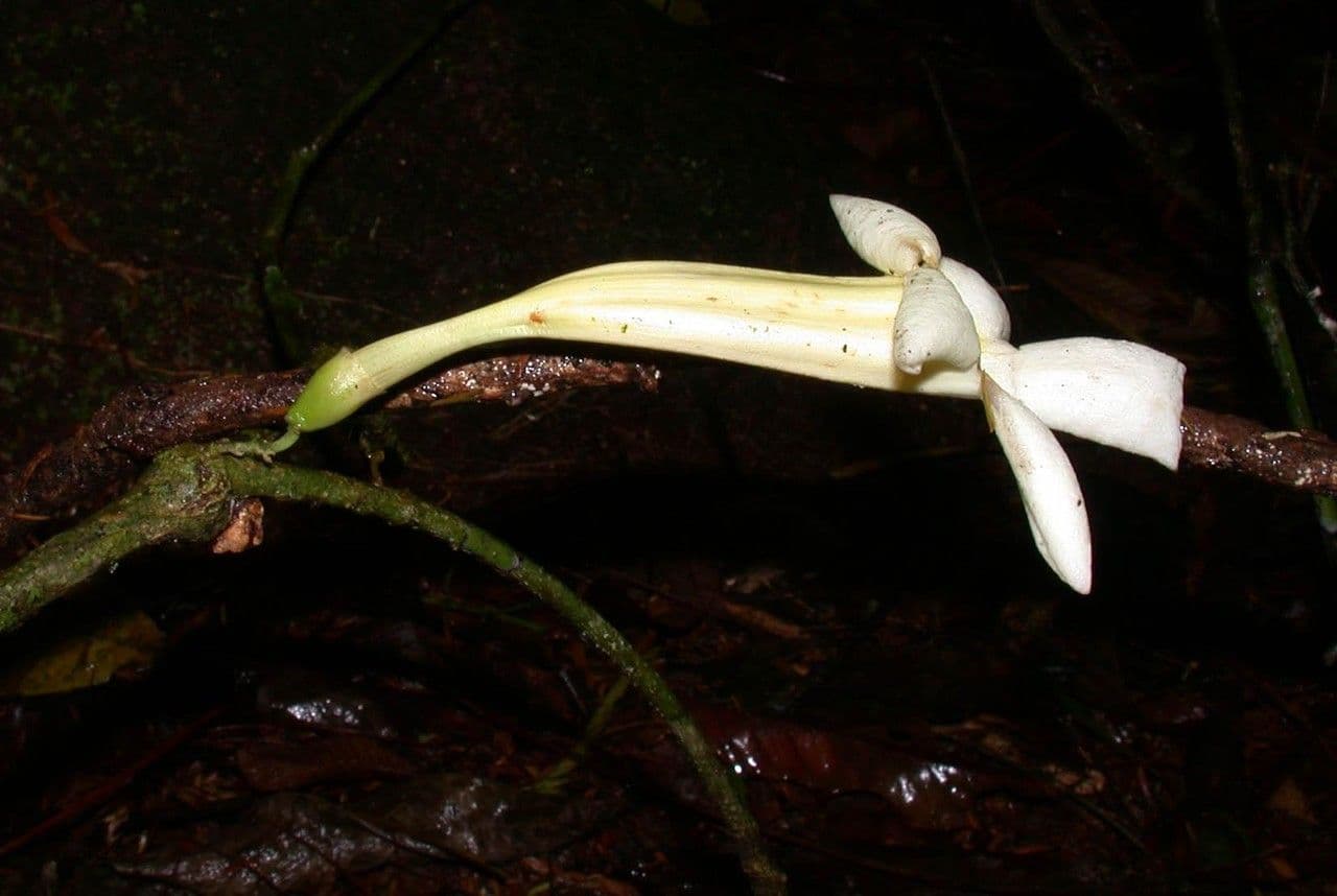 Anemopaegma 8