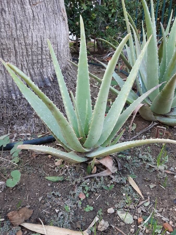 Aloe vera 18