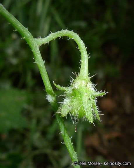 Pholistoma 3