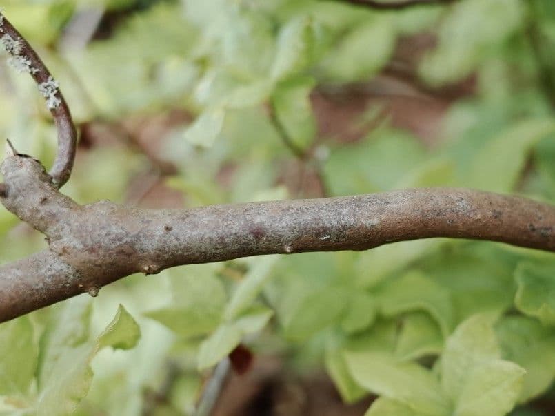 Rododendro 18