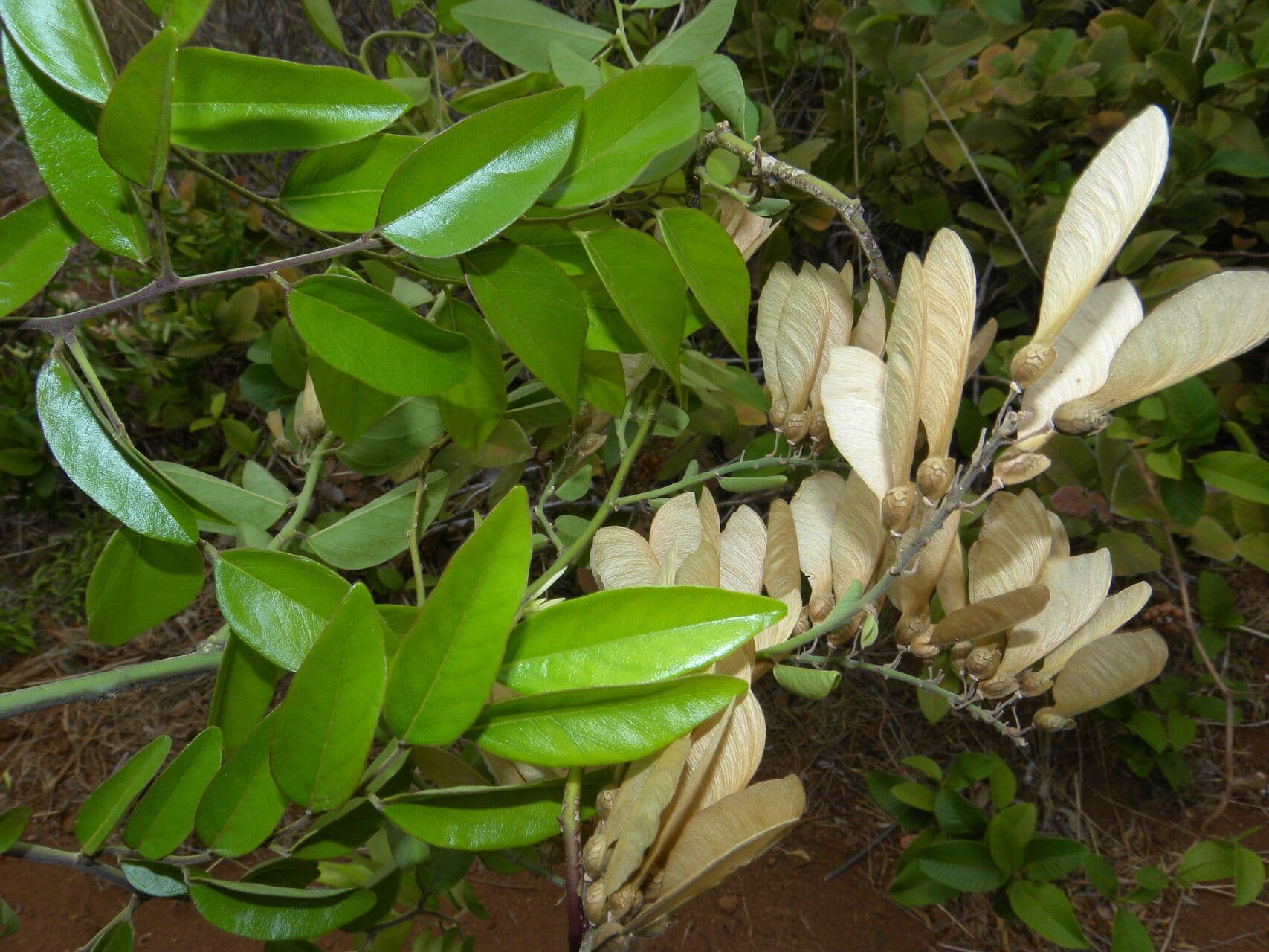 Securidaca 4