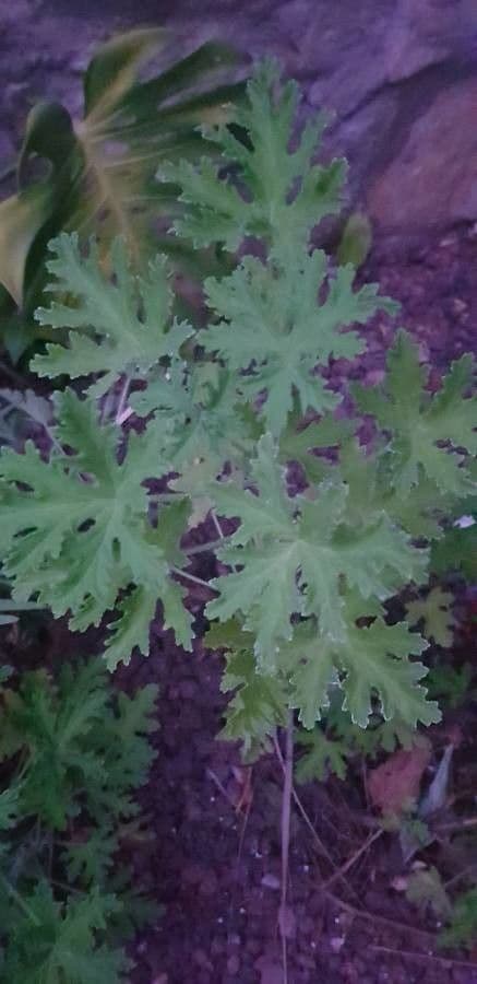 Geranium 10