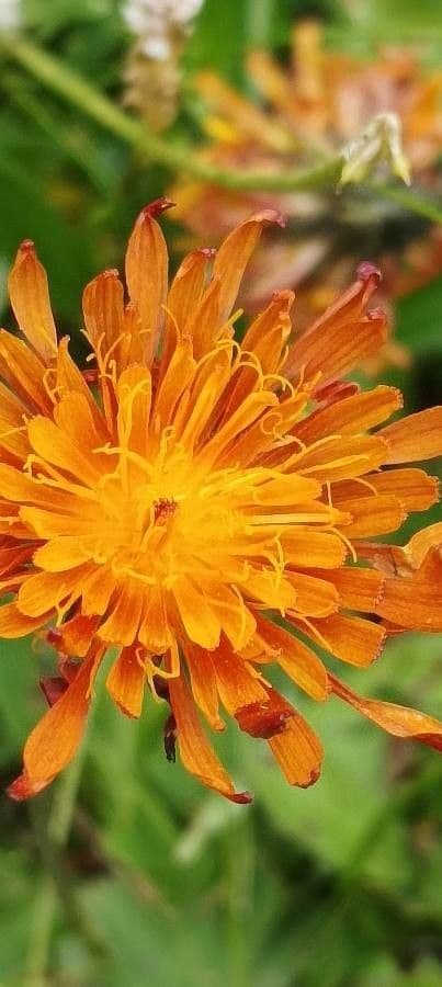 Crepis aurea 4