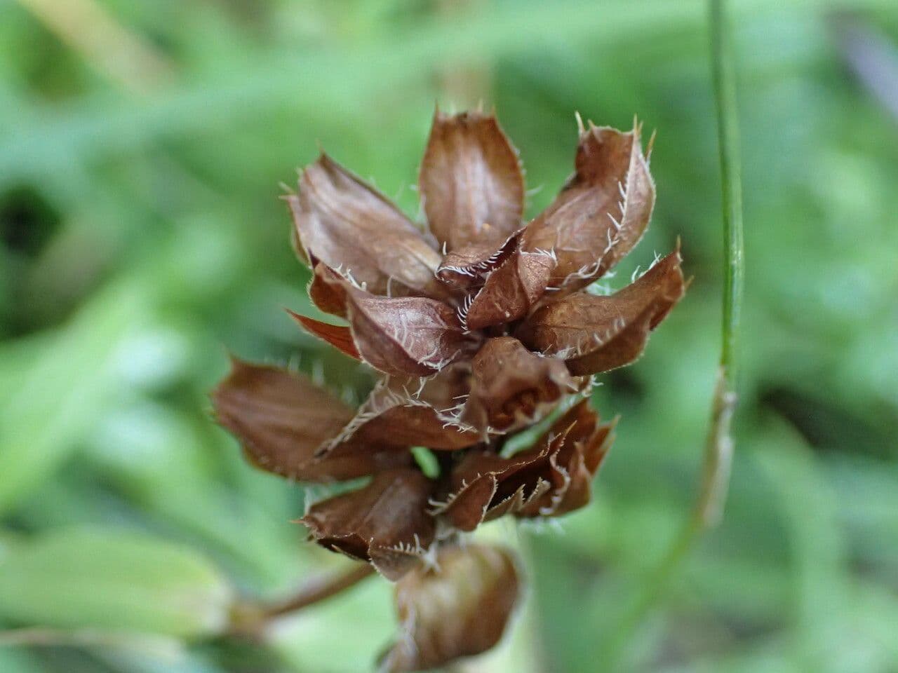 Prunella 4