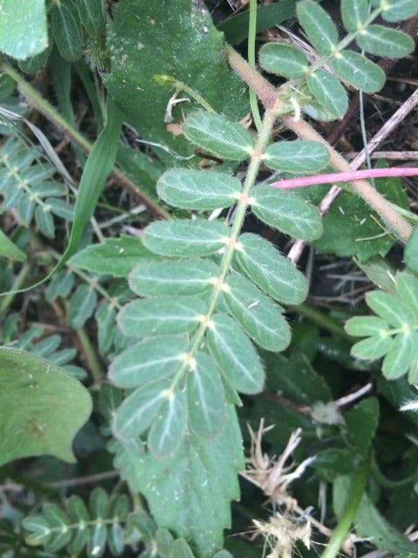 Tribolo cistoide 18