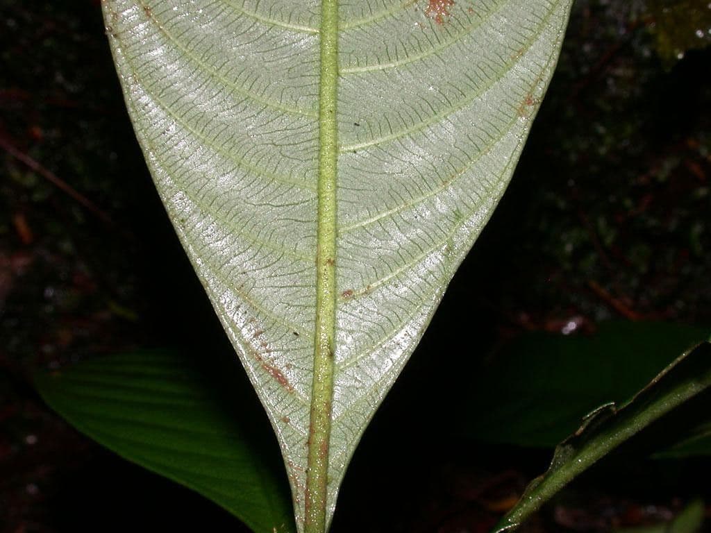 Psychotria 15